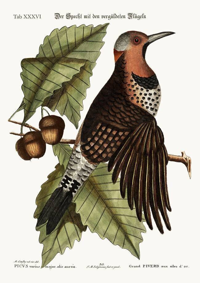 Le piverd à ailes dorées Mark Catesby