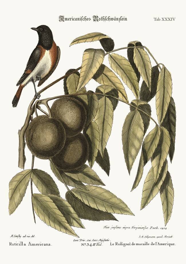 Le rouge-gorge Mark Catesby