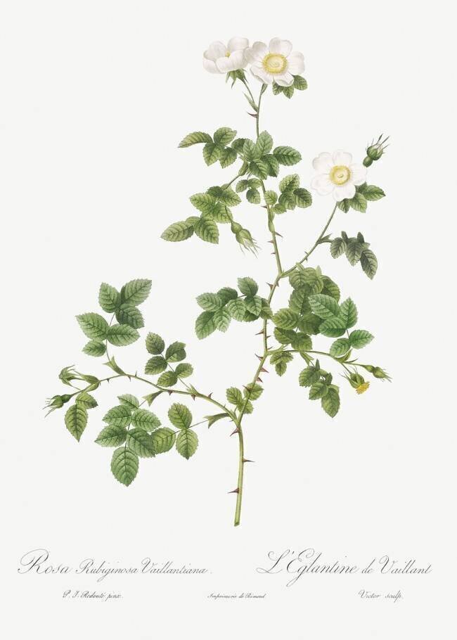 L'Eglantine de Vaillant Pierre Joseph Redouté