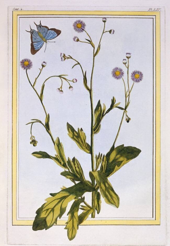 L'Erigeron de Philadelphie Pierre-Joseph Buchoz