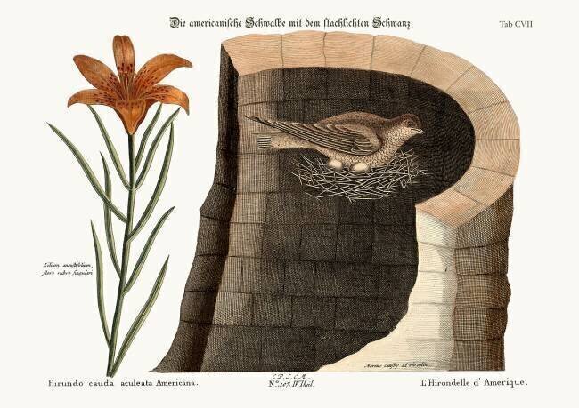 L'hirondelle américaine Mark Catesby