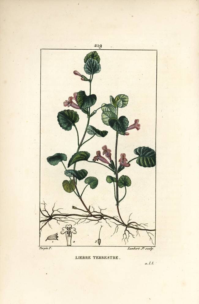 Lierre terrestre Pierre Jean Francois Turpin