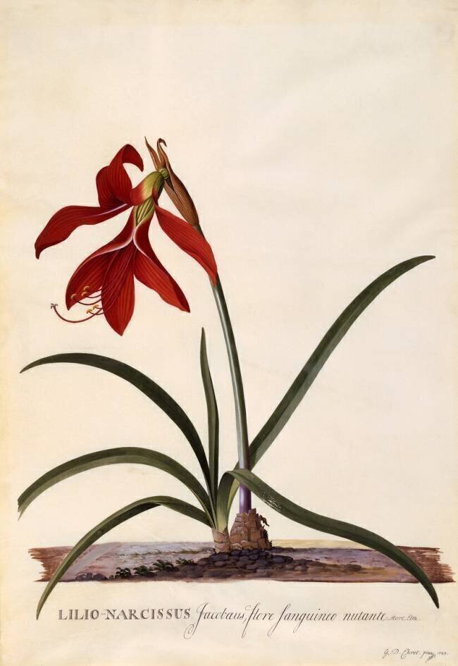 Lilio-Narcissus Georg Dionysius Ehret