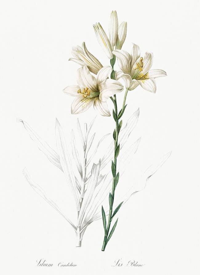 Lilium Candidum Pierre Joseph Redouté