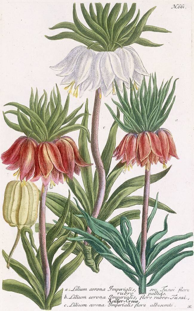 Lilium corona Imperialis Georg Dionysius Ehret