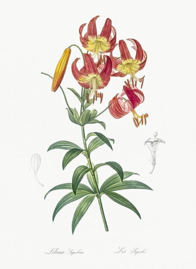 Lilium Superbum Pierre Joseph Redouté