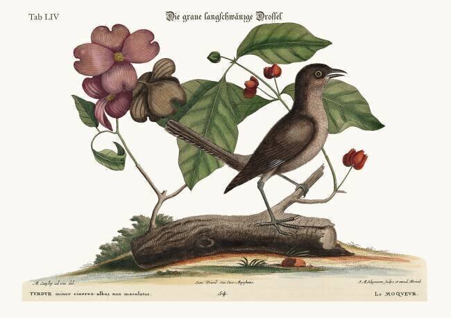 L'oiseau moqueur Mark Catesby