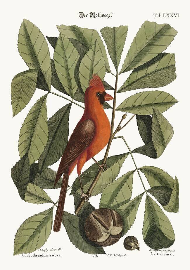 L'oiseau rouge Mark Catesby