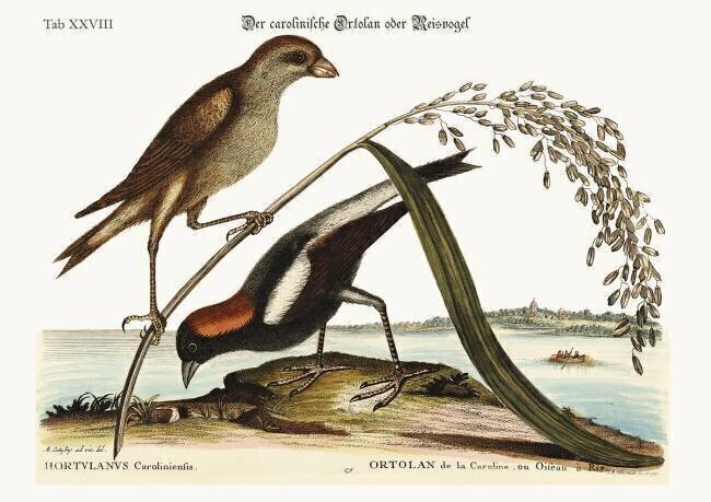 L'oiseau-riz Mark Catesby