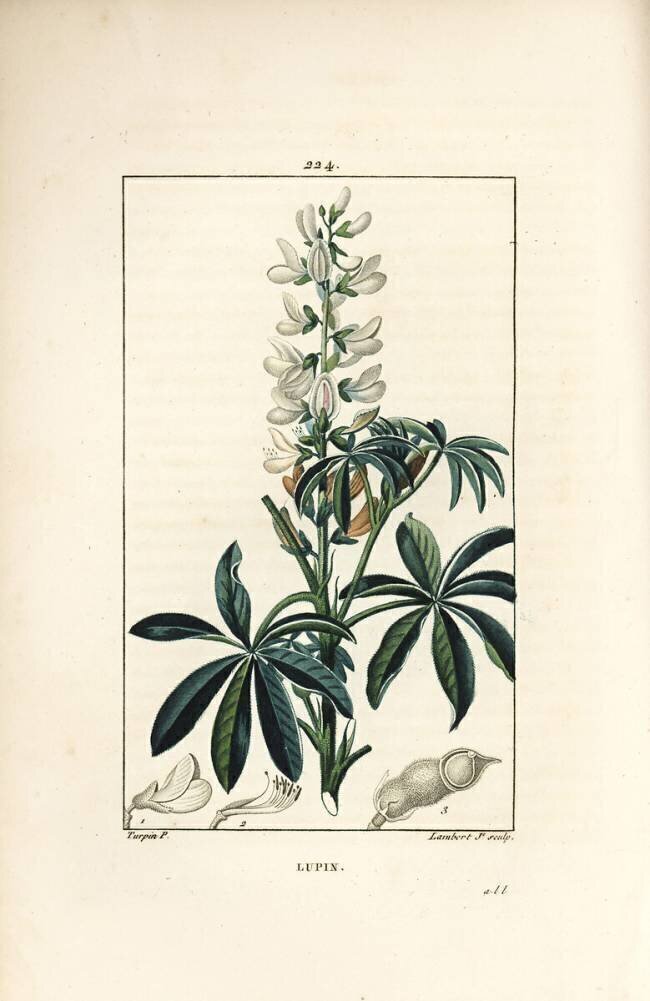 Lupin - Lupin blanc Pierre Jean Francois Turpin