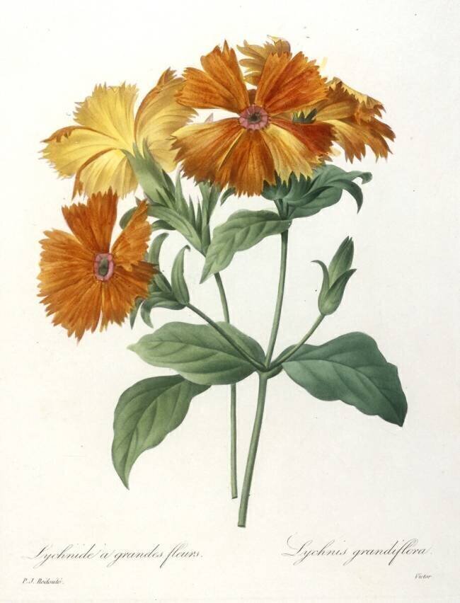 Lychnide à grandes fleurs Pierre Joseph Redouté