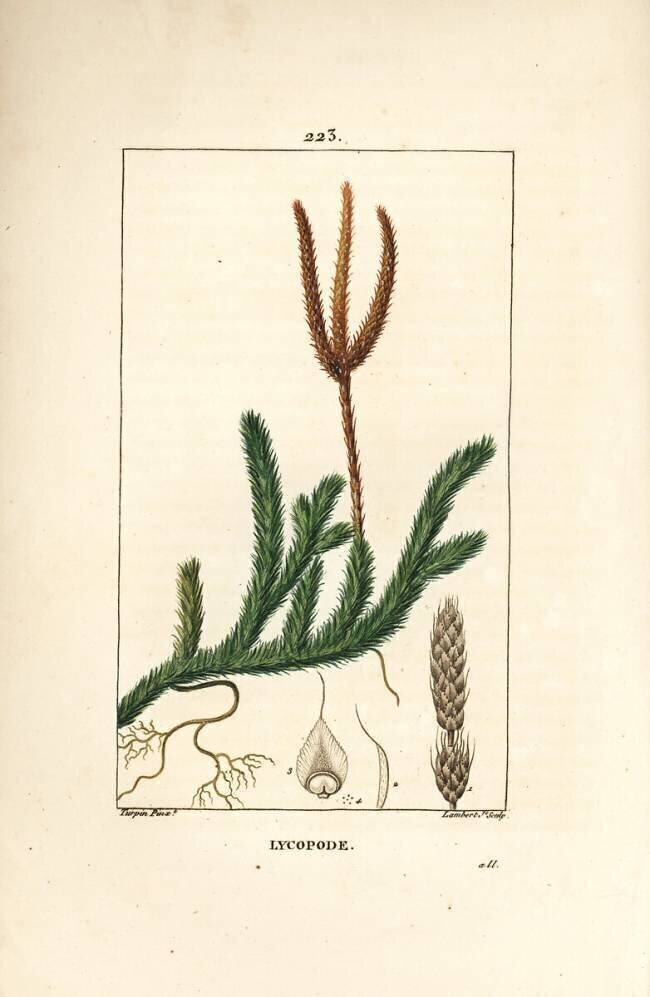 Lycopode officinal ou herbe à massues - Mousse à massues commune Pierre Jean Francois Turpin