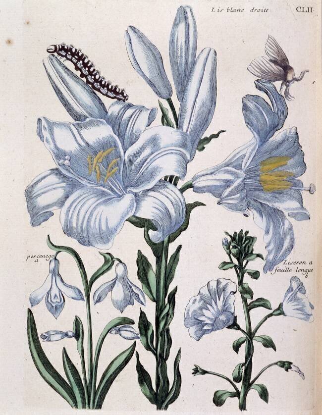 Lys Maria Sibylla Graff Merian