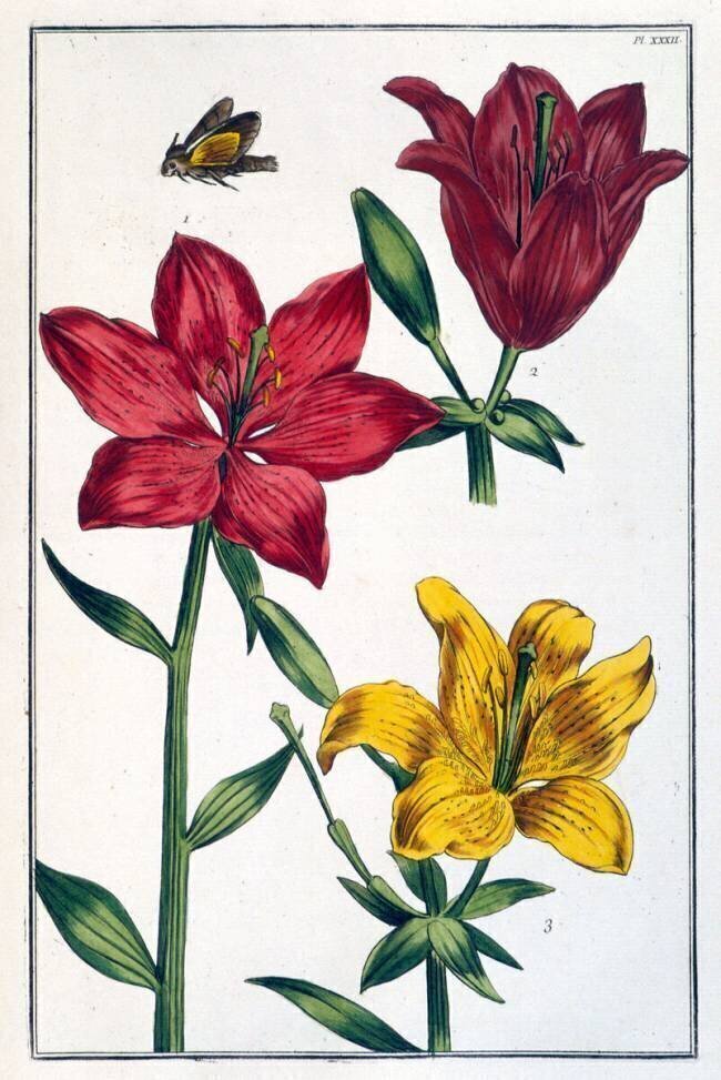 Lys Maria Sibylla Graff Merian