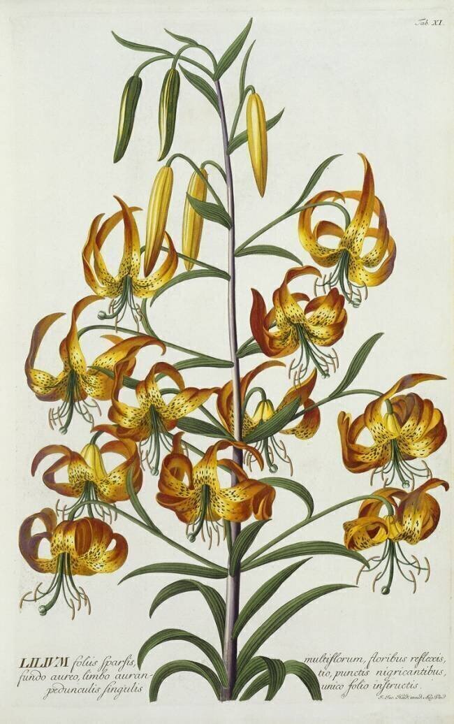 Lys d'Amérique Turkscap Georg Dionysius Ehret