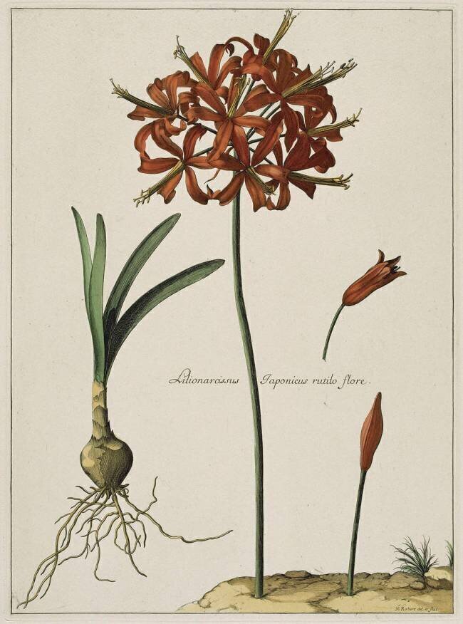 Lys du Japon Nicolas Robert