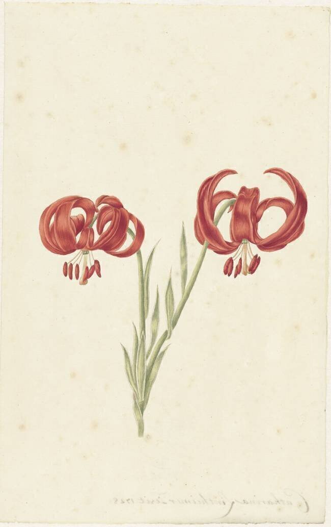 Lys Rouge Catharina Lintheimer