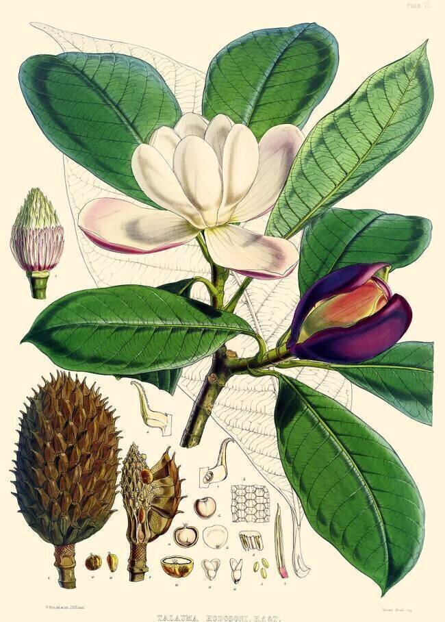 Magnolia hodgsonii Joseph Dalton Hooker