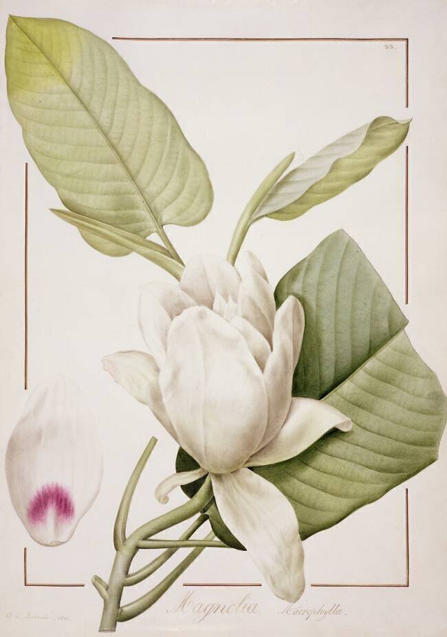 Magnolia macrophylla Pierre Joseph Redouté