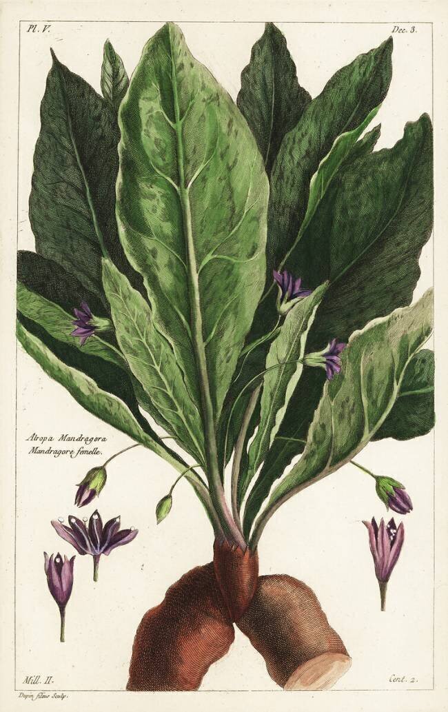 Mandragora officinarum Dupin