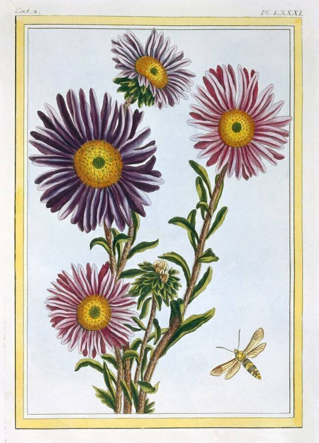 Marguerite de Livingstone Dorothanthus Pierre-Joseph Buchoz