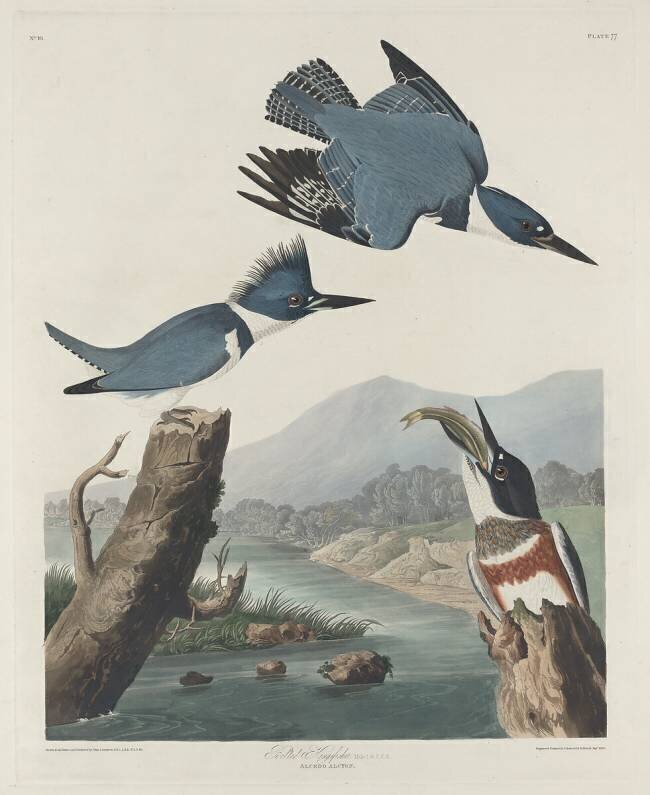 Martin-chasseur ceinturé John James Audubon