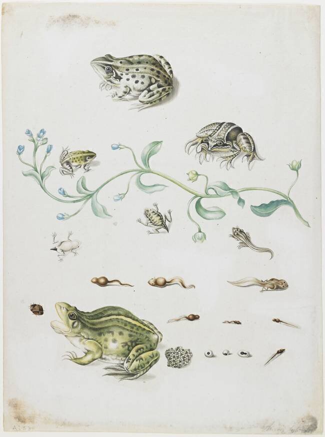 Métamorphose d'une grenouille et d'une fleur bleue Maria Sibylla Graff Merian