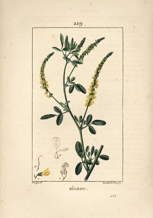 Melilot - Melilot trefoil Pierre Jean Francois Turpin