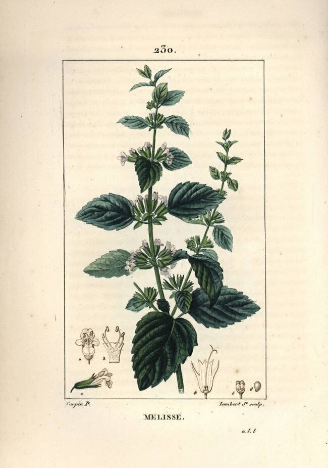 Melisse des jardins ou melisse cultivée - Baume commun Pierre Jean Francois Turpin