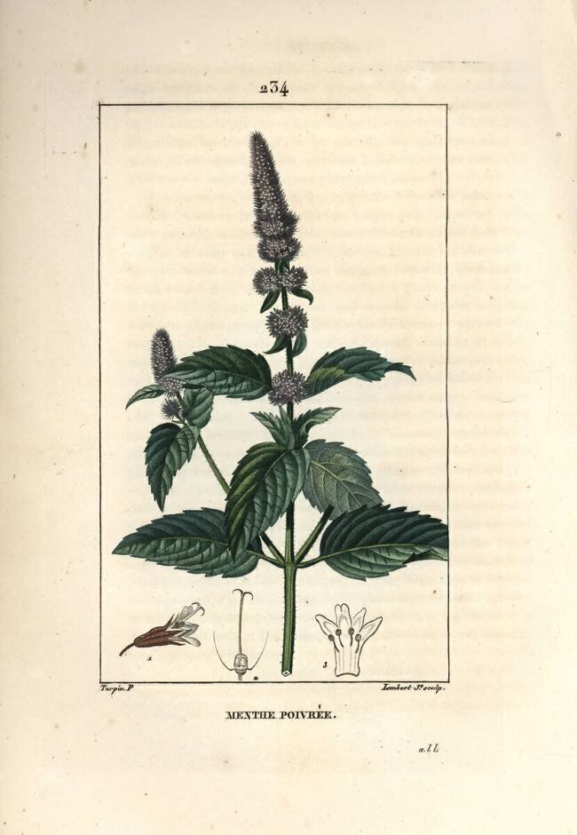 Menthe poivrée Pierre Jean Francois Turpin