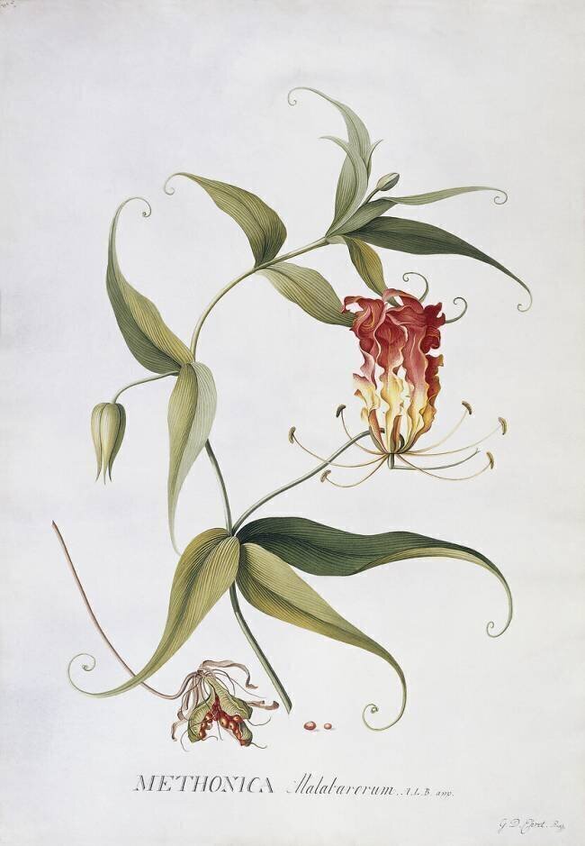 Methonica Georg Dionysius Ehret