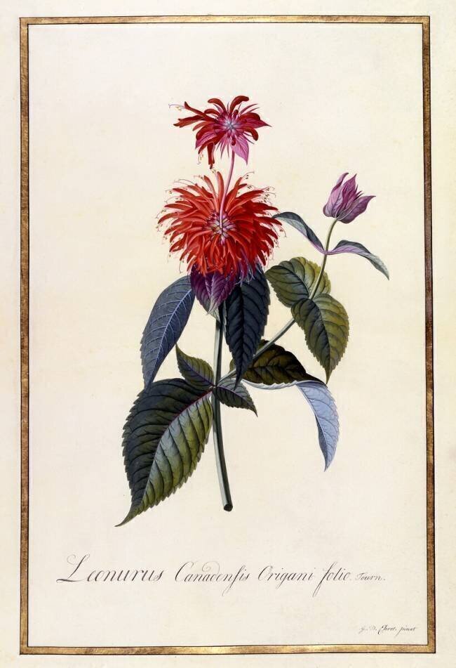 Monarde Georg Dionysius Ehret