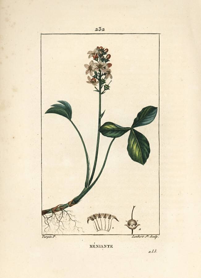 Myriophylle ou trèfle d'eau ményanth - Myriophylle de Mars Pierre Jean Francois Turpin