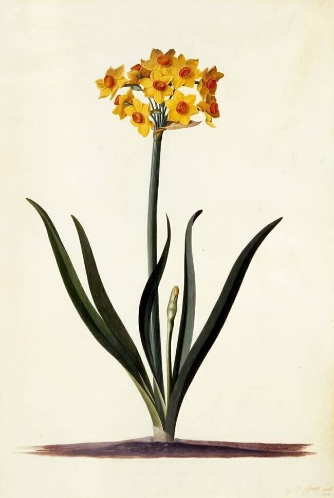 Narcissus Georg Dionysius Ehret