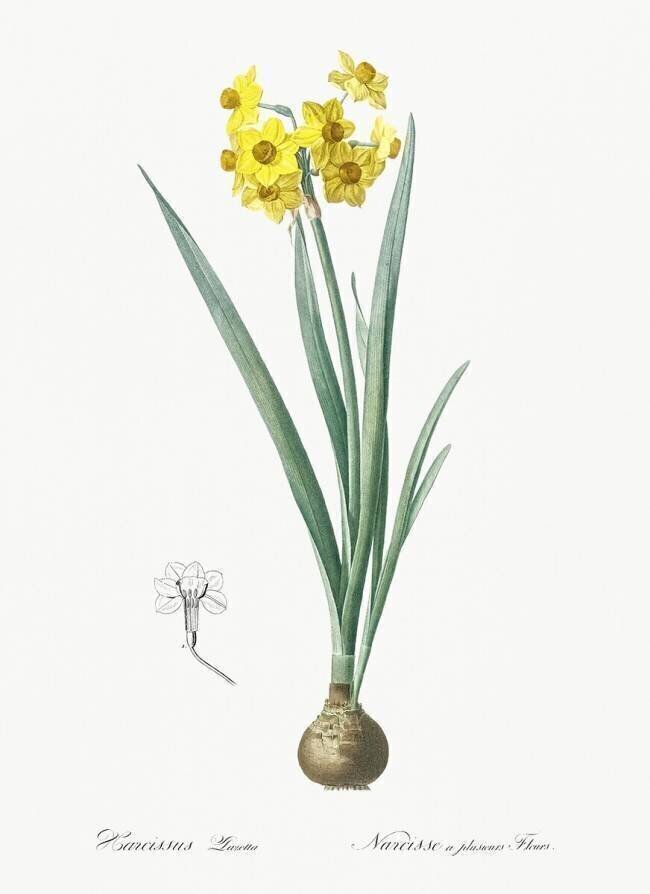 Narcissus Lazetta Pierre Joseph Redouté