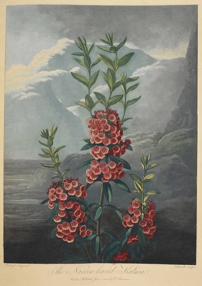 Narrow leaved kalmia Robert John Thornton