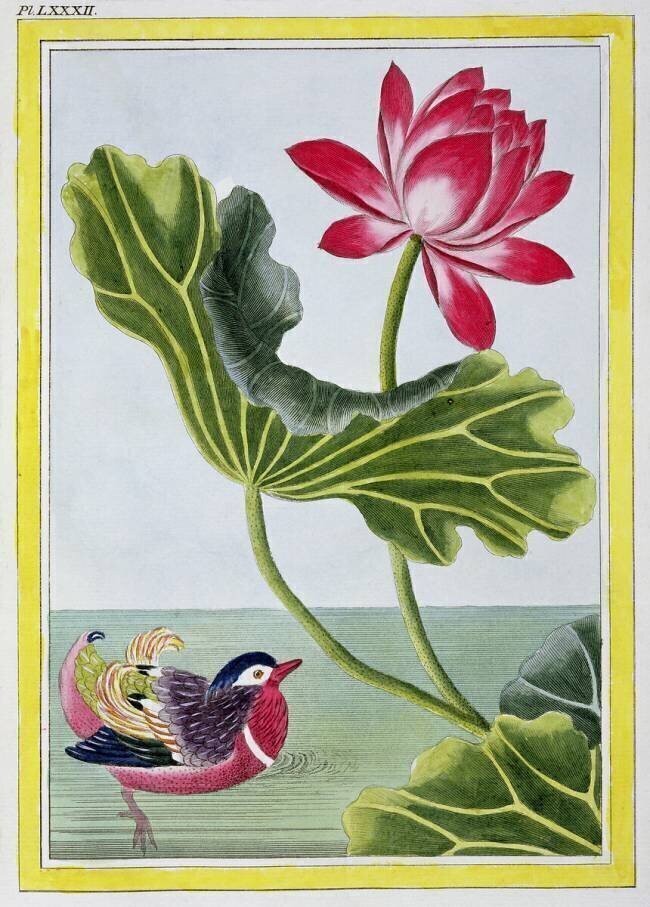 Nénuphar rouge chinois Pierre-Joseph Buchoz