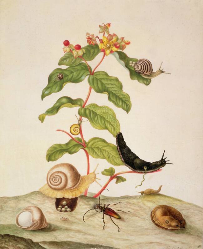 No.1146c Hypericum Baxiforum avec des escargots et un coléoptère Maria Sibylla Graff Merian
