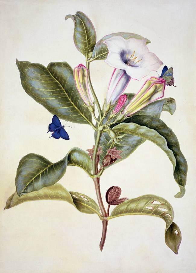 No.3055c Pomme d'épine  Maria Sibylla Graff Merian