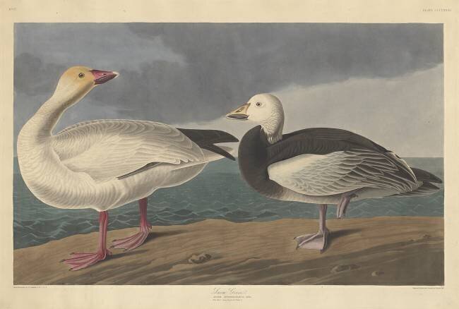 Oie des neiges John James Audubon