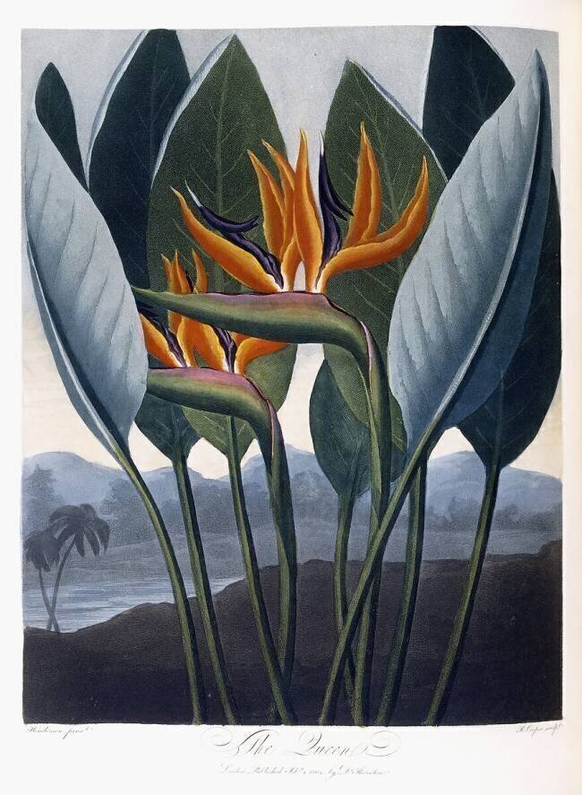 Oiseau de paradis – Strelitzia reginae Peter Henderson