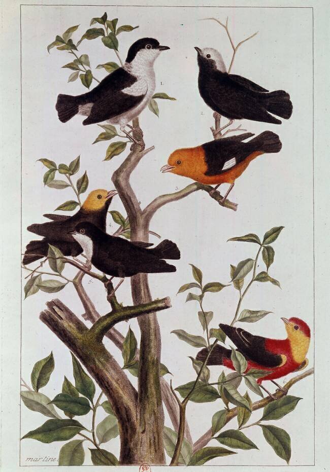 Oiseaux sur les branches Pierre-Joseph Buchoz