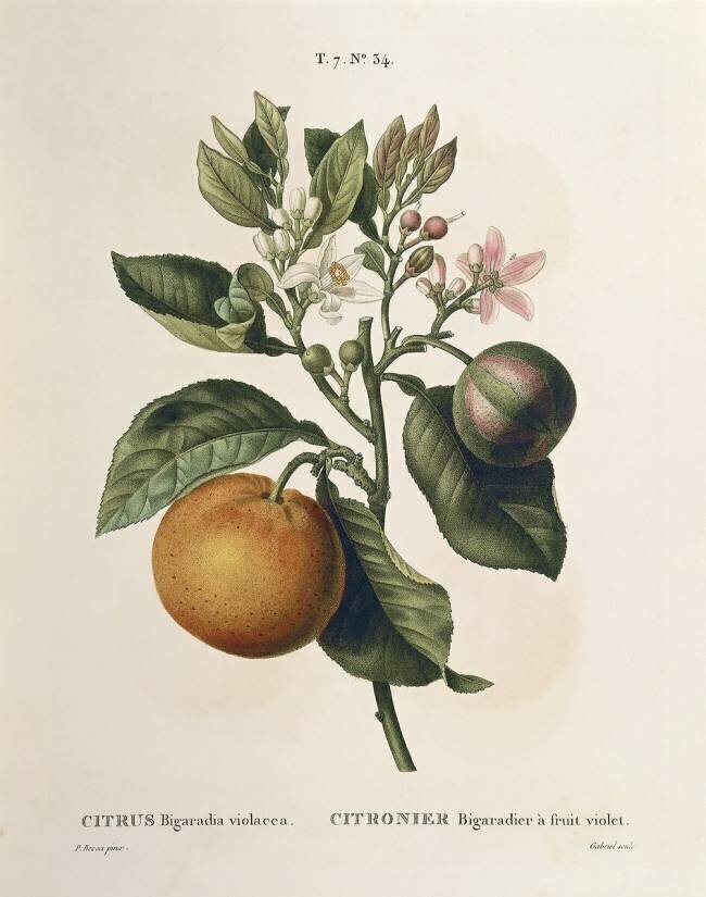 Orange amère Pierre Joseph Redouté