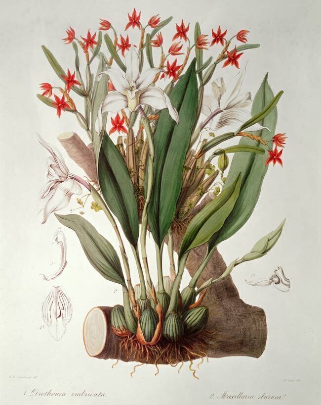 Orchidée John Lindley