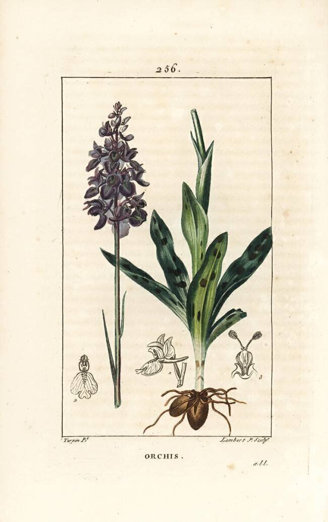Orchis  Pierre Jean Francois Turpin