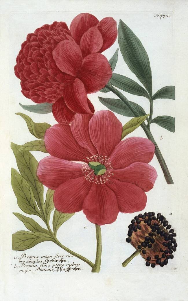 Paeonia de l'ouvrage Phytanthoza Iconographia de Johann Wilhelm Weinmann Georg Dionysius Ehret