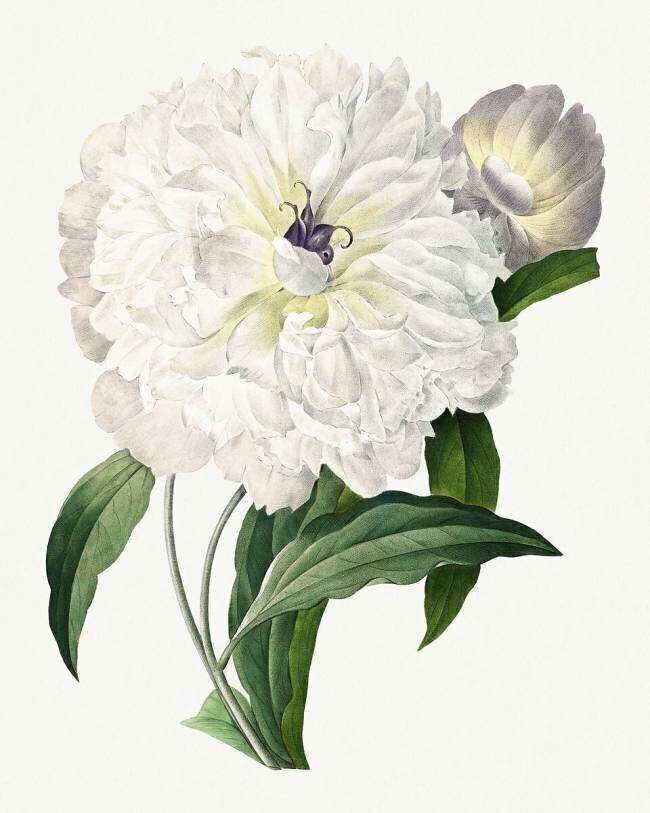 Paeonia flagrans Pierre Joseph Redouté