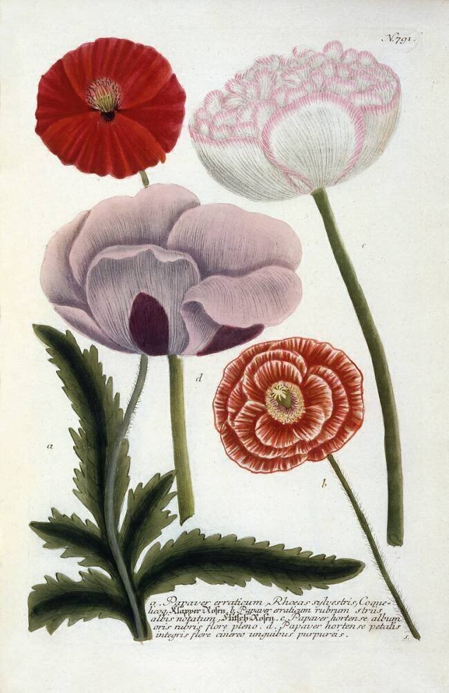 Papaver Georg Dionysius Ehret