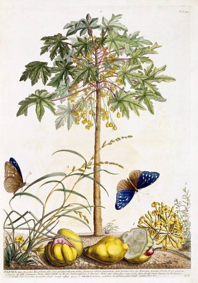 Papaya Georg Dionysius Ehret