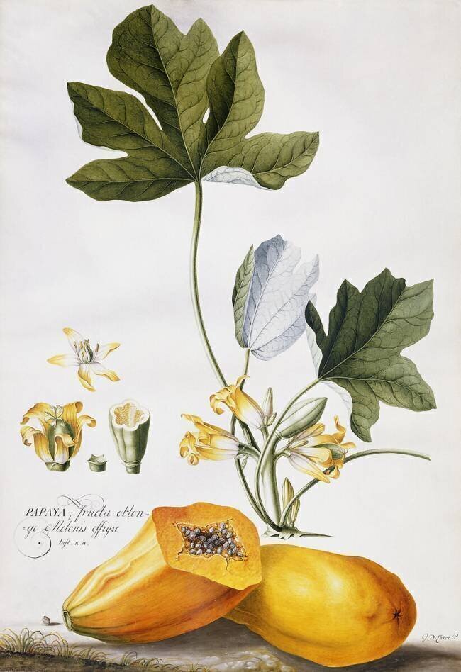 Papaye Georg Dionysius Ehret